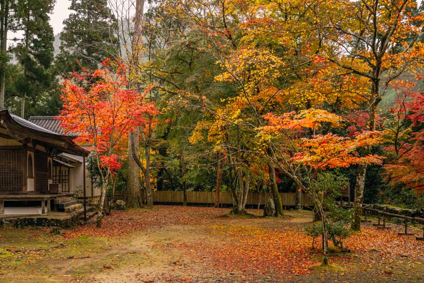 高山寺境内の紅葉