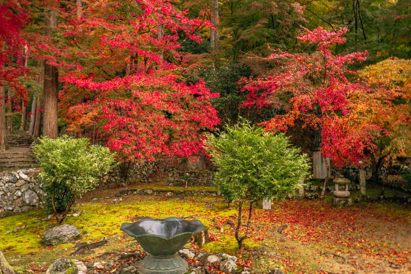 高山寺境内の紅葉