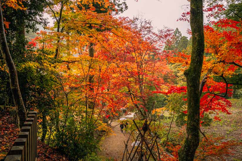 高山寺境内の紅葉