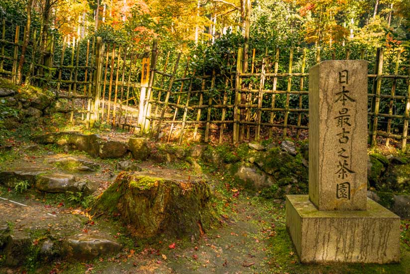 日本最古の茶園