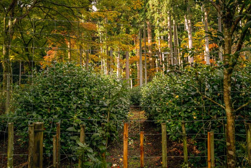 日本最古の茶園