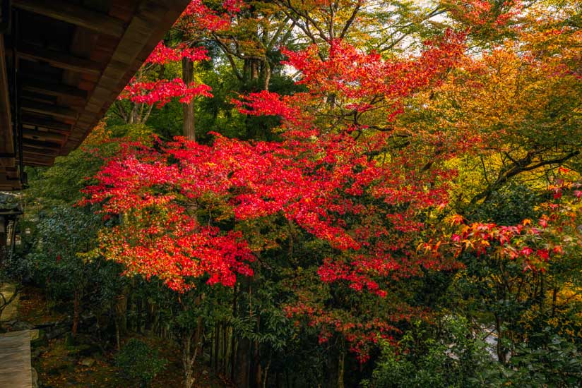 石水院の紅葉