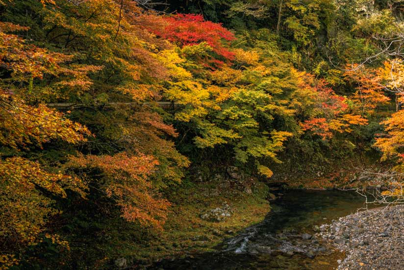 指月橋からの紅葉