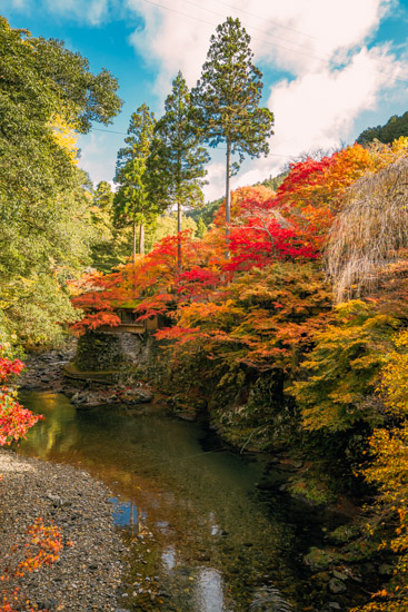 指月橋からの紅葉