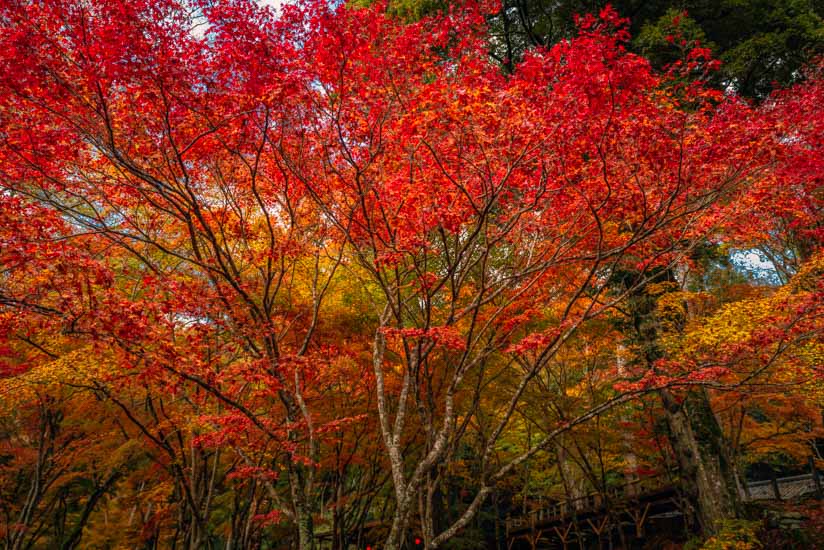 途中の紅葉がキレイ