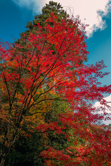 紅葉がキレイ