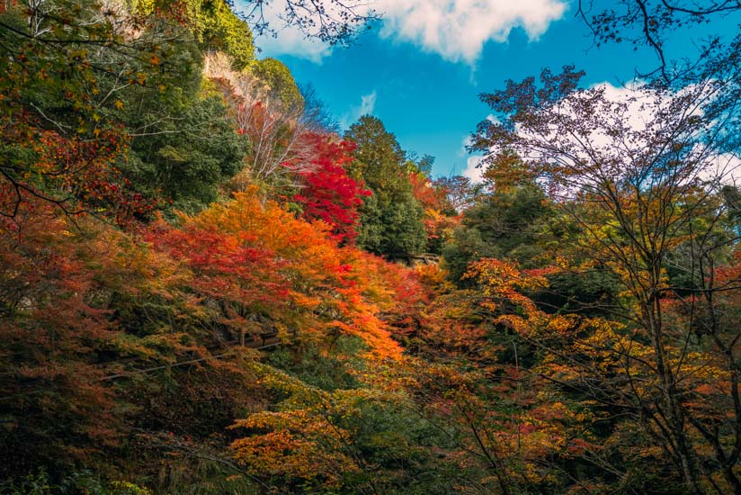 帰路の紅葉