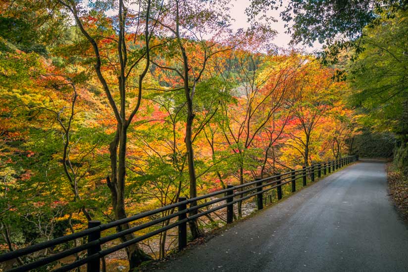 帰路の紅葉