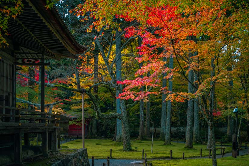 紅や黄の葉がキレイ