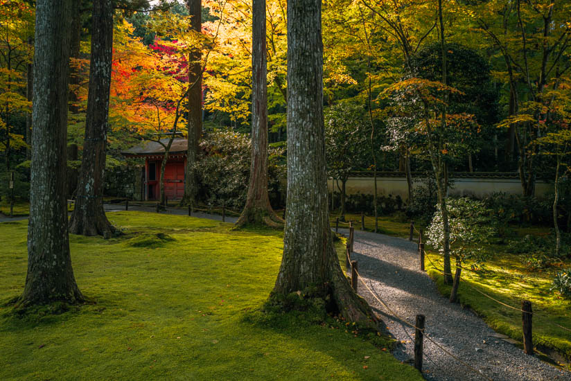 紅葉に射す光が幻想的