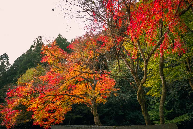 寂光院前の駐車場の紅葉