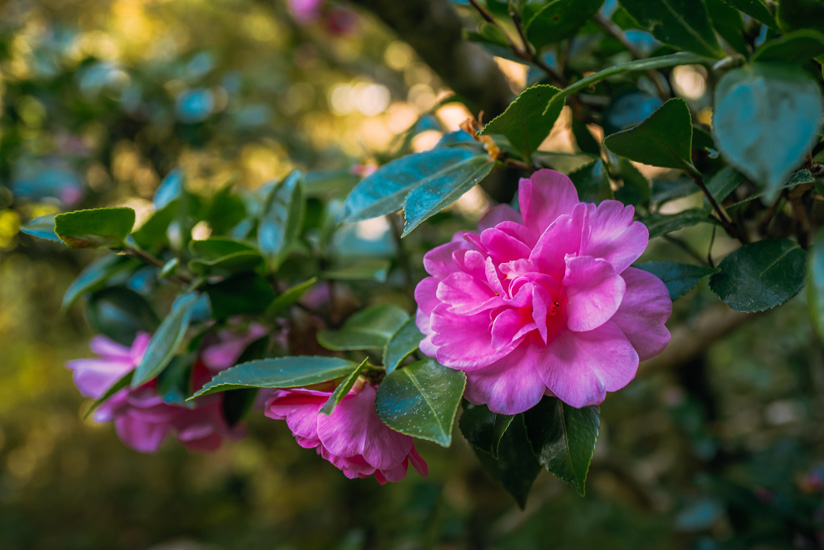 山茶花がキレイ