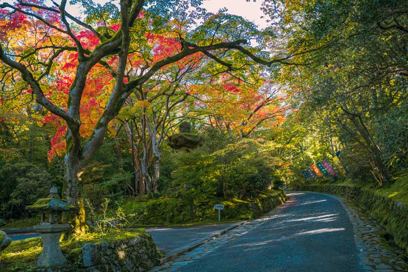 参道は気持ちよく歩ける