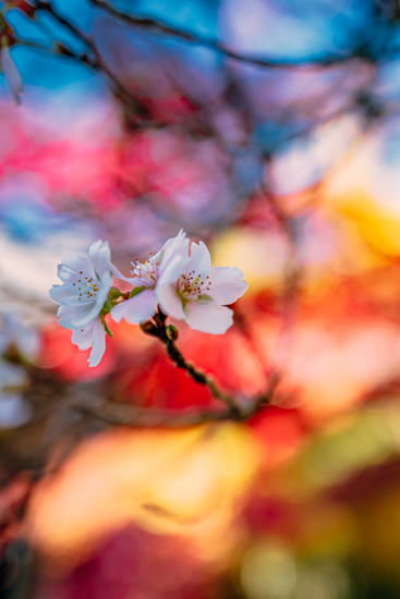 十月桜