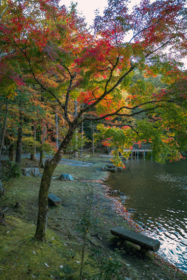 紅や黄の葉が艶やか