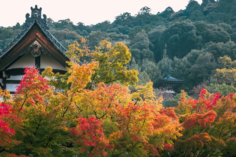 色彩豊かで美しい紅葉