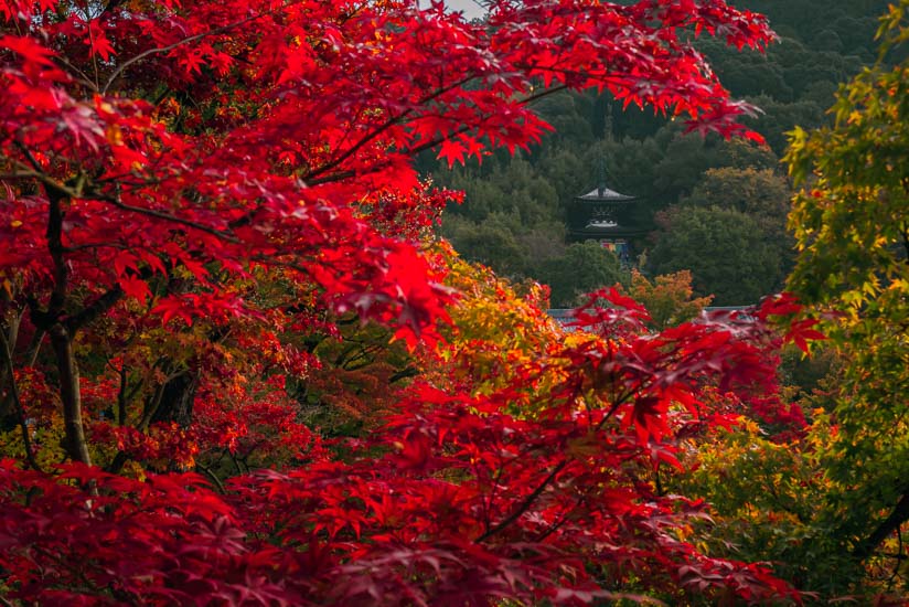 紅葉の合間に見える多宝塔