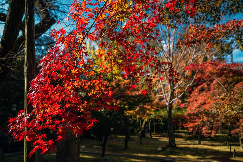 L1110980-shinnyodo